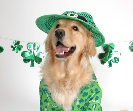Dog In St. Patrick's Day Costume