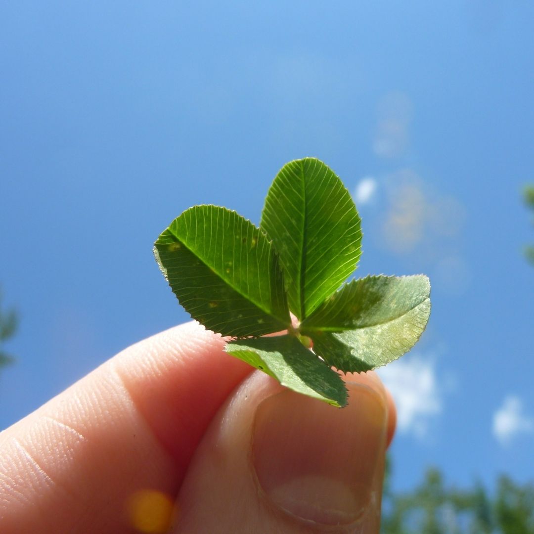 Fingers holding 4 leaf clover