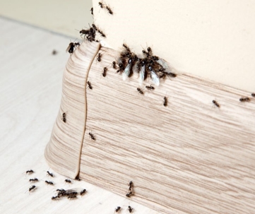 Bed Bugs crawling in Mattress