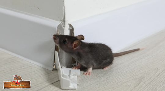 Country Boy Pest Control