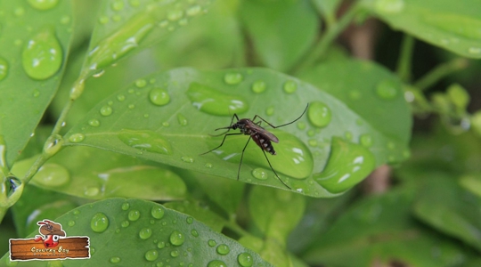 Mosquito Control in Central Florida: 3 Reasons Your Backyard Needs a Professional Plan