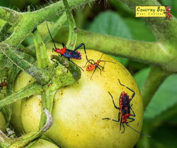 bugs crawling on plants