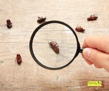 magnifying glass looking a cockroaches