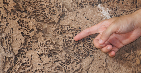termite damage