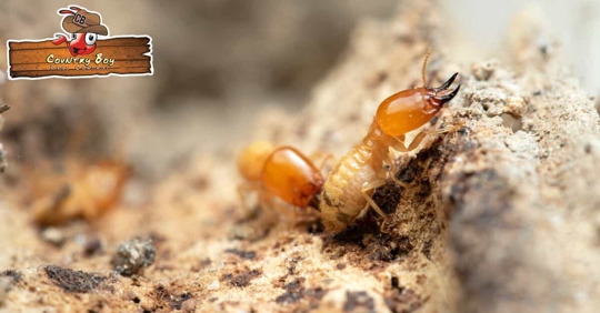 termite infestation