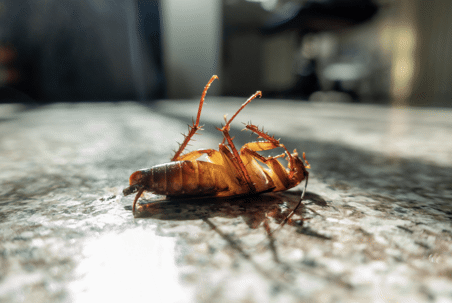 Three Reasons to Choose Professional Pest Control Services