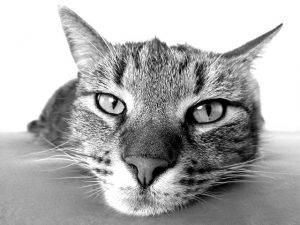 black and white image of a cat's face
