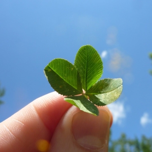 fingers holding 4-Leaf Clover