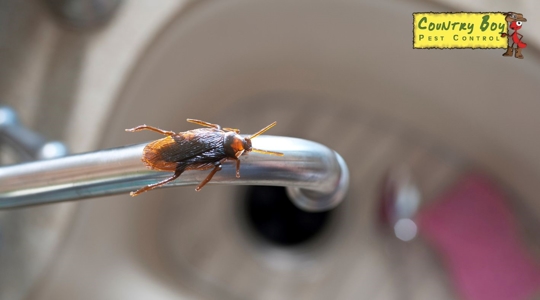 Roach on sink