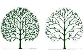 two illustrated trees. one has more branches than the other. 