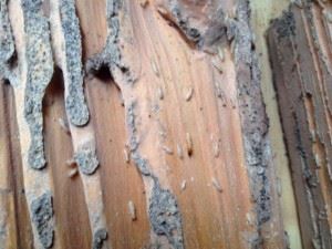 Subterranean Termites on wood
