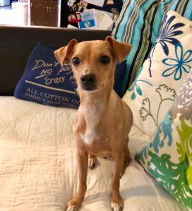 small brown dog with colorful pillows in the background