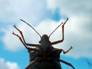 under side of a bug with the sky in the background