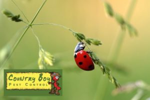 lady bug on a plant
