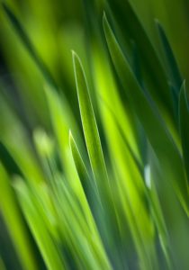 close up photo of a blade of grass