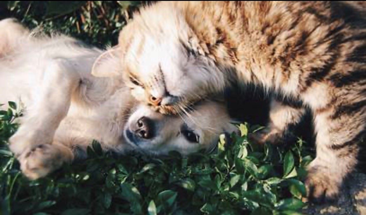 cat and dog in the grass