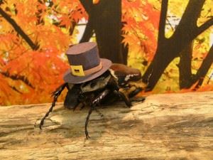 bug wearing a pilgrim hat
